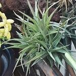 Tillandsia aeranthos 葉