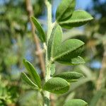 Genista monspessulana Leaf