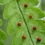 Arthropteris monocarpa Frukt