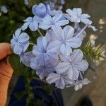 Plumbago auriculataКветка