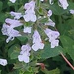 Salvia repens 花