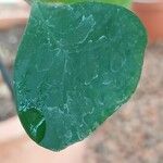 Ficus craterostoma Leaf