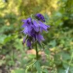 Campanula bononiensis Flower