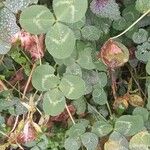 Trifolium hybridum Yaprak