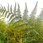 Athyrium filix-femina 葉