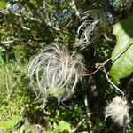 Clematis mauritiana Fruit