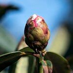 Rhododendron anthosphaerum Övriga