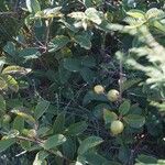 Psidium guajava Φύλλο