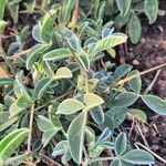 Crotalaria verdcourtii Leaf