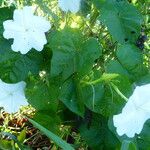 Ipomoea alba Blüte
