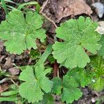 Geranium rotundifolium Frunză