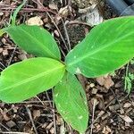 Canna glauca Frunză