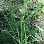 Molinia caerulea Blad