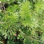 Nigella damascena Leaf