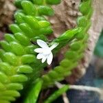 Angraecum distichum Kvet