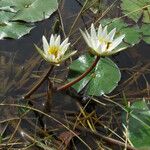 Nymphaea micrantha पत्ता