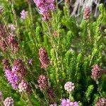 Erica spiculifolia Floare