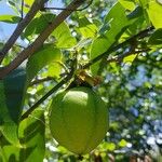 Passiflora laurifolia Плод