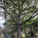 Ceiba pentandra Habit