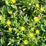 Calendula arvensisFlower