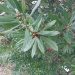 Myrica californica Blatt