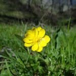 Ranunculus californicus Virág