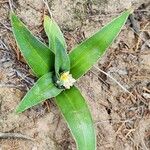 Ornithogalum lanceolatum Hábito