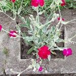 Lychnis coronariaLeaf