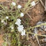 Cryptantha clevelandii Flower