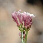 Asperula cynanchica फूल