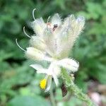 Tinantia erecta Blüte