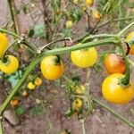 Solanum scabrum Φρούτο