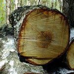 Betula pubescens Bark