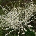 Cytisus multiflorus Flower