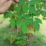 Gliricidia sepium Leaf