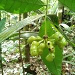 Cymbopetalum brasiliense Fruit