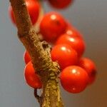 Ilex verticillata Drugo