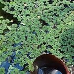 Azolla filiculoides برگ