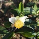 Camellia sinensis 花