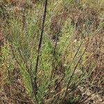 Moringa peregrina Alkat (teljes növény)