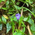 Torenia asiatica Fiore