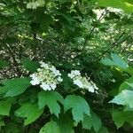 Viburnum opulusFlor