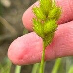 Carex tribuloides Foglia