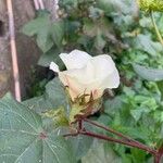 Gossypium hirsutum 花