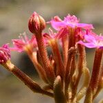 Pistorinia hispanica Flower