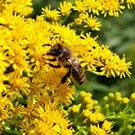 Solidago gigantea ফুল