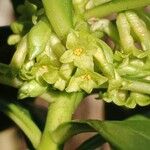 Daphne laureola Blüte