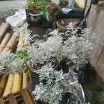 Artemisia arborescens Fiore