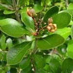 Pittosporum coccineum Costuma