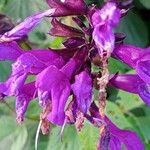 Salvia guaranitica Flor